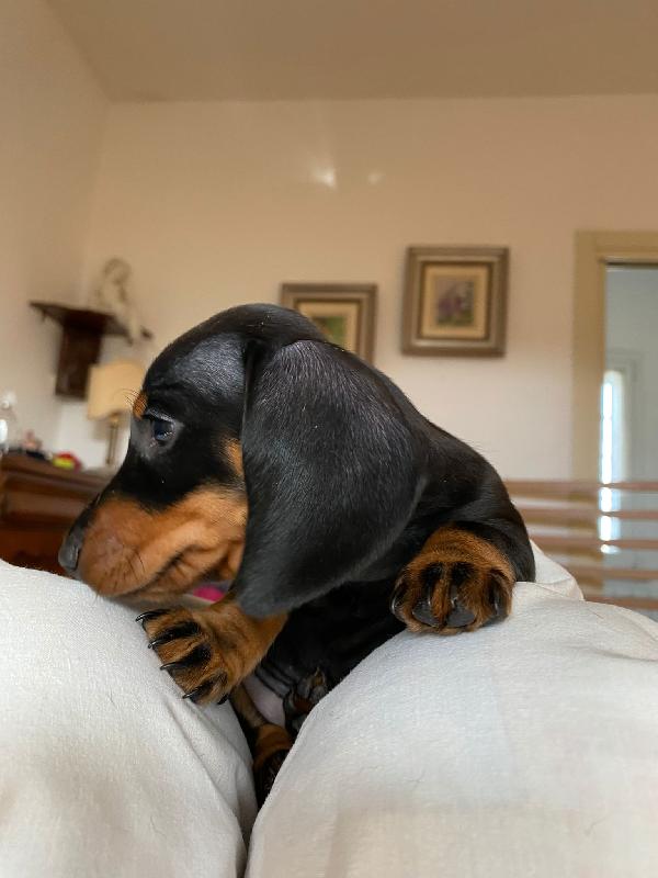  Mia, due mesi, cucciola di bassotti